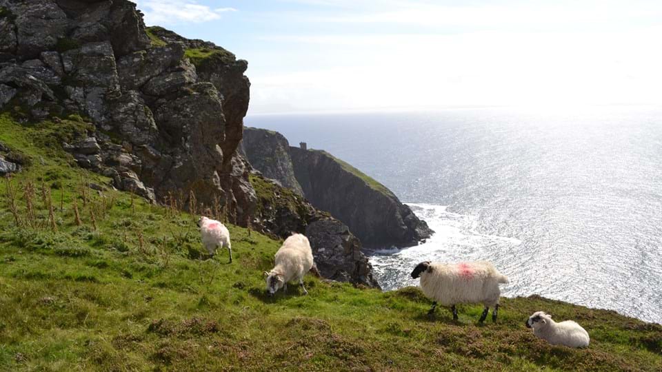 Ierse zee -ierland-aan-de-westkust-schapen