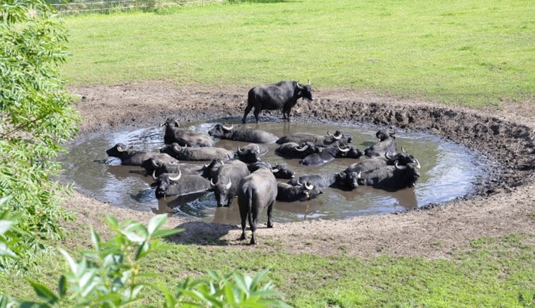 recreatieplas Langspier waterbuffels