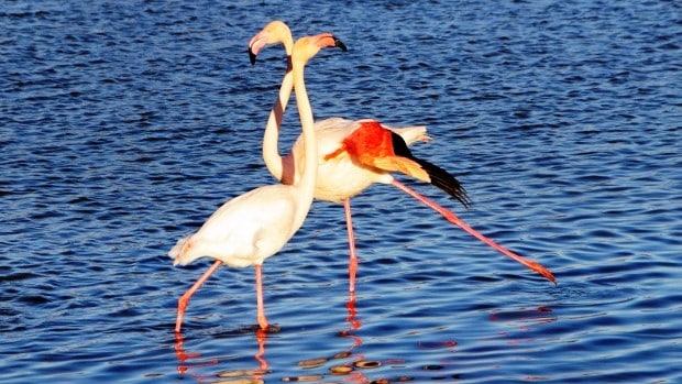 camperen-door-de-camargue-flamingo