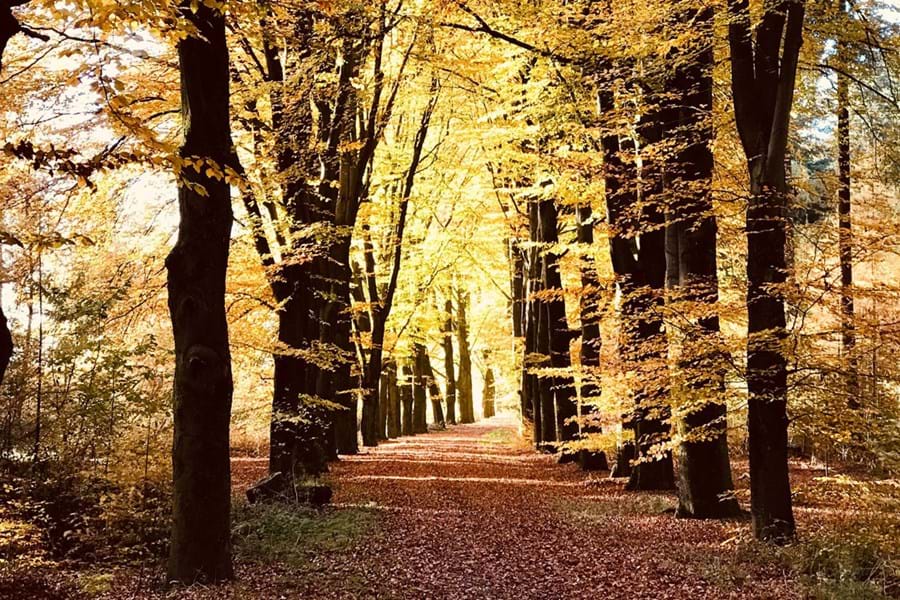 Camperen in de herfst: dit zijn de mooiste natuurgebieden - Ardennen België - bossen