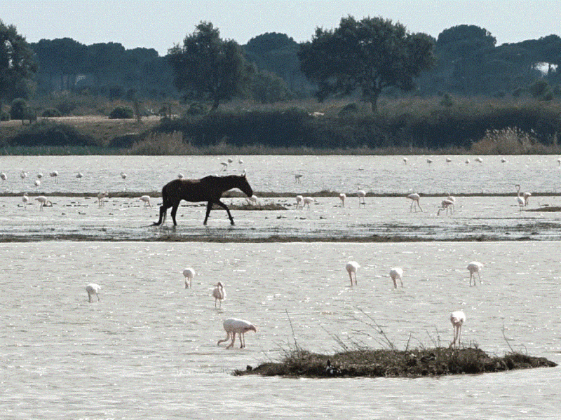 el-rocio