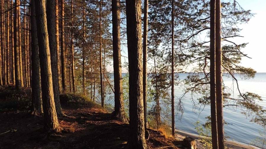 Fins Naaldbos met uitzicht over meer