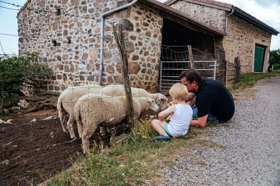Jannes en kind bij de schapen