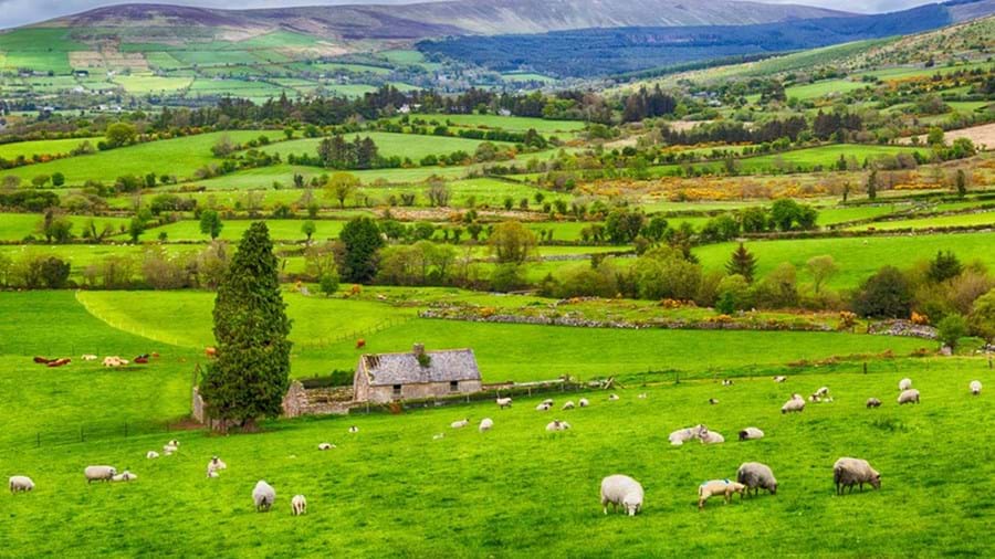 Donegal Heuvels - Schapen in het frisse groene gras van ierland