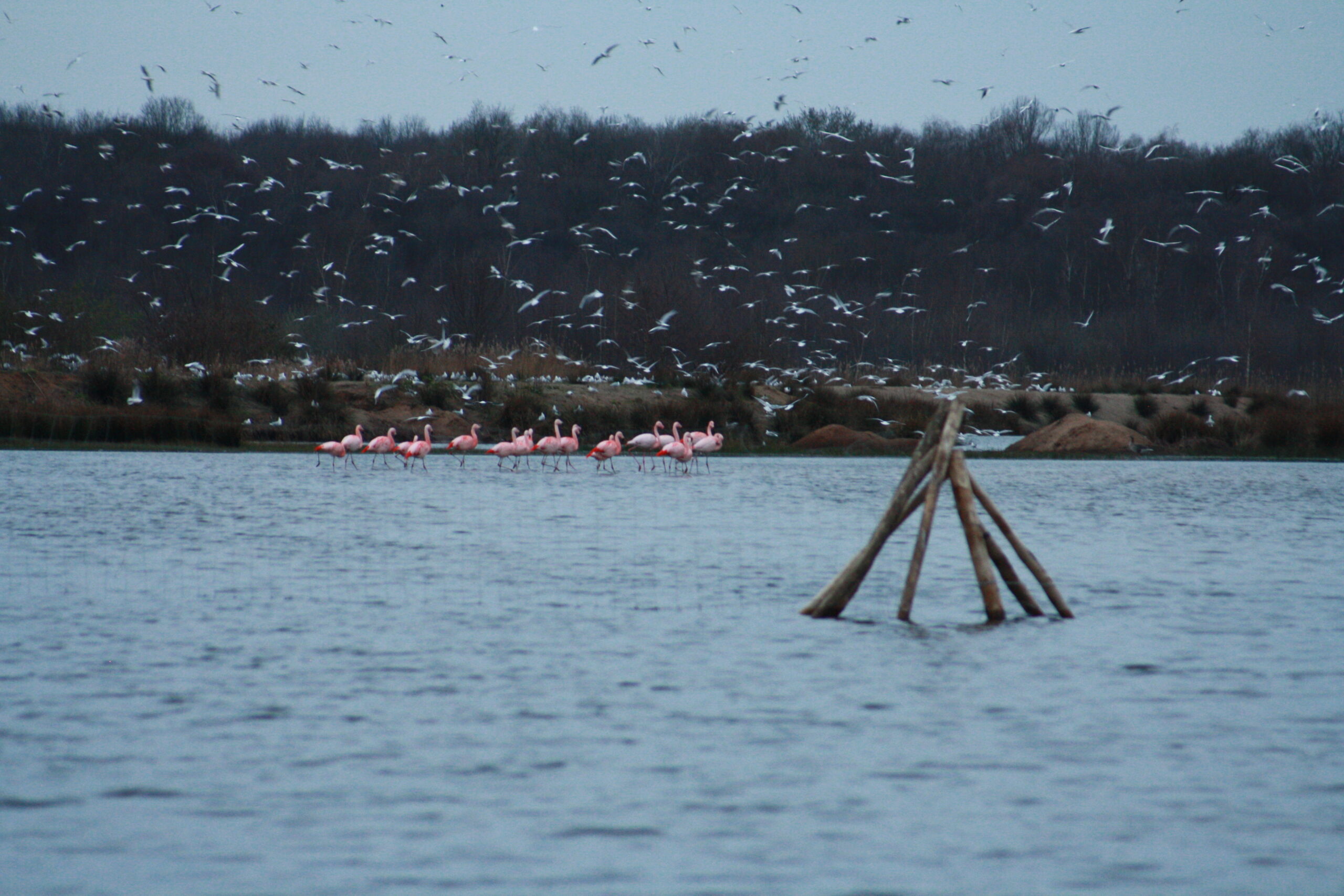 Nieuwe camperplaats vlak bij wilde flamingo's