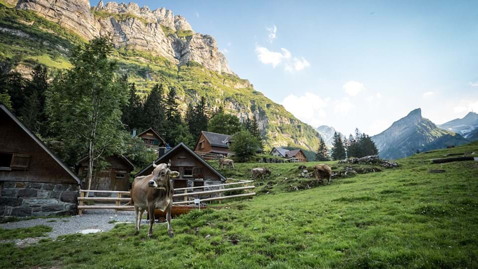 koeien-bij-seealpsee