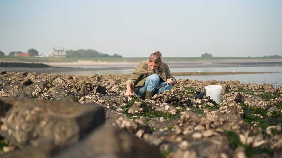 oesters-plukken-nkc-low-res-10