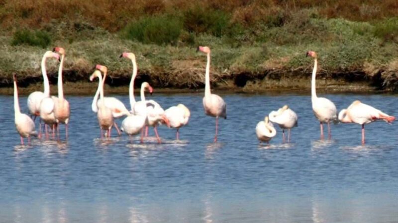 spanje-ebrodelta-stad-en-natuur-flamingos