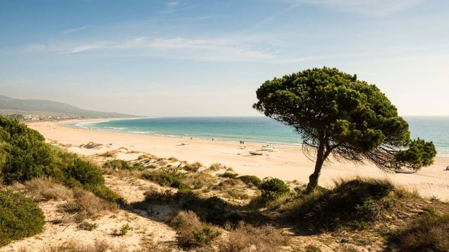 Spaans strand met zee en eenzame boom