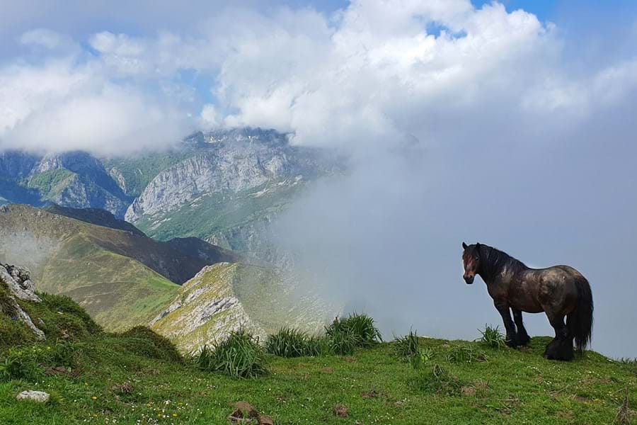 Picos de Europa wildlife paard