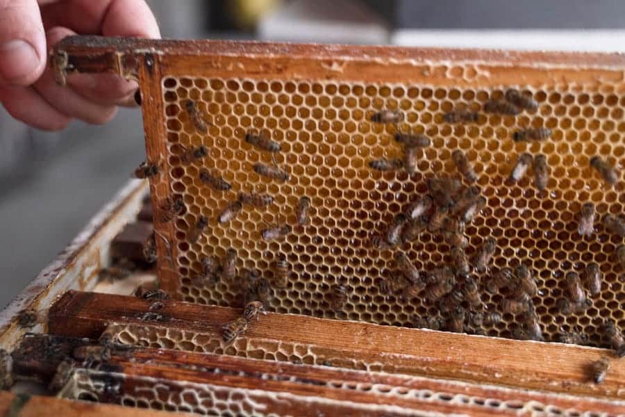 honingraat met bijen