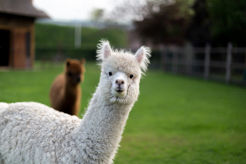 Alpaca