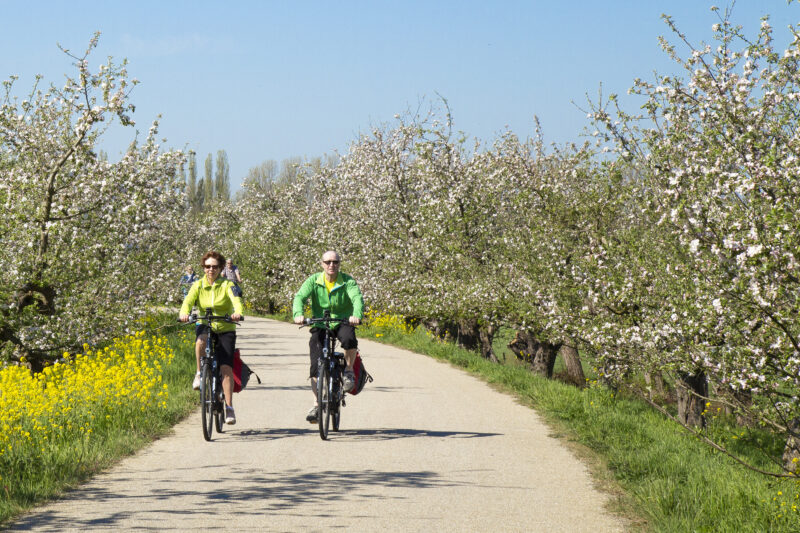 Cycling through the blossoming fruit trees in the spring.