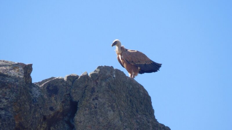 spanje_monfrague_gier_015