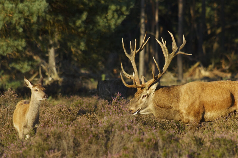 Martha de Jong-Lantink (CC BY-NC-ND 2.0) via Flickr edelhert hoge veluwe