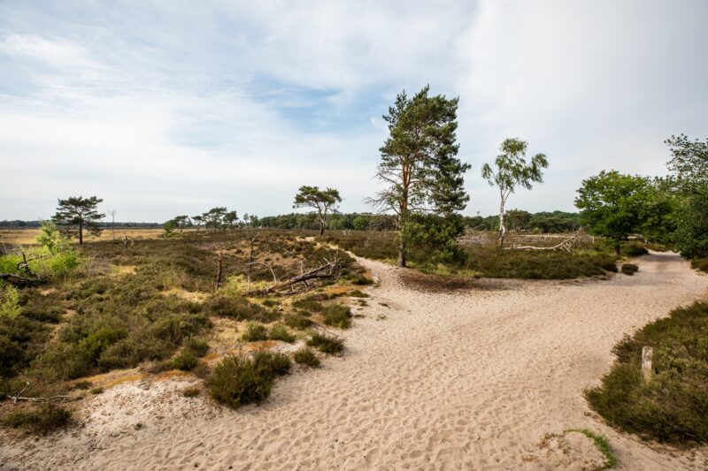 Kalmthoutse Heide