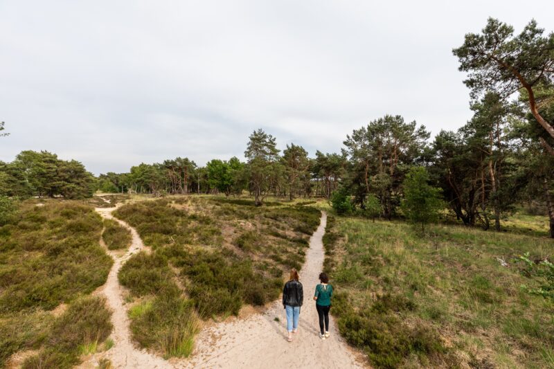 Wandelaars op de Kalmthoutse Heide